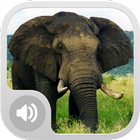 Elephant Sounds! icon