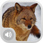 Coyote Sounds! icône
