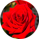 Rosas y Pasión APK