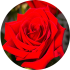 Rosas y Pasión icon