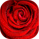 Saludos con Rosas Bonitas APK