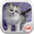 GATOS HERMOSOS EN IMÁGENES