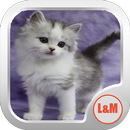 GATOS HERMOSOS EN IMÁGENES APK