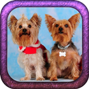 Yorkie Puppy HD Wallpapers APK
