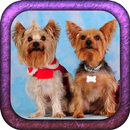 Yorkie Puppy HD Wallpaper APK