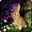 Images de lapins APK