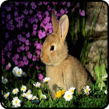 Images de lapins icône