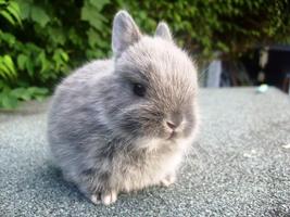 Bunnies الملصق