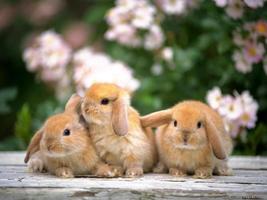 Bunnies 스크린샷 1