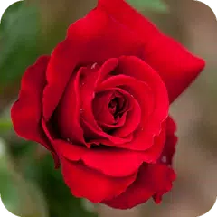 Descargar APK de Rosas Hermosas