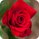 Belles roses APK