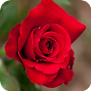 Beautiful Roses APK