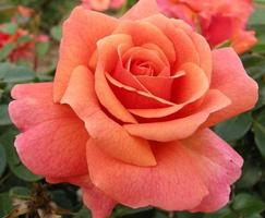 Beautiful Roses penulis hantaran