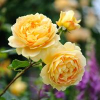 Beautiful Roses স্ক্রিনশট 1