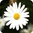 Fleurs blanches 2018 APK