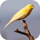 Kanarienvogel Sound APK