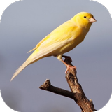 Canary Sound biểu tượng