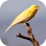 Android canary Android canary
