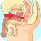 Penis Increase icon