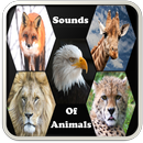 Sounds Of Animals APK