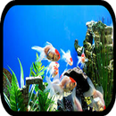 Aquarium Wallpapers APK