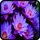 Flower Wallpapers APK