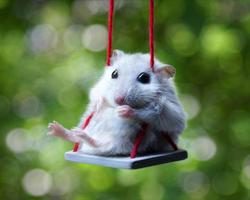 Cute Hamster Wallpapers Affiche