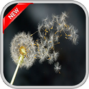 Dandelion Live Wallpaper APK