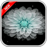 Galaxy Flowers Live Wallpapers icône
