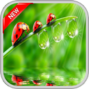Green Water Live Wallpapers APK