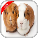 Hamster Walpaper APK