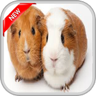 آیکون‌ Hamster Walpaper