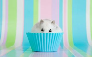 Hamster Walpaper poster