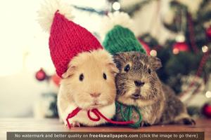 Hamster Walpaper تصوير الشاشة 1