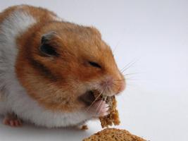 Hamster Walpaper скриншот 2