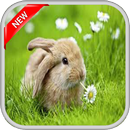 Kelinci Lucu & Cantik APK