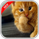 Cute Cat Wallpapers APK
