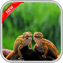 Tokek Lucu & Cantik APK