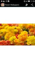 Flower Wallpapers 截图 2