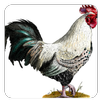 Chicken Sounds APK