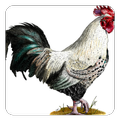 Chicken Sounds