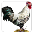 Chicken Sounds APK