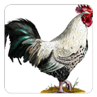 Chicken Sounds icon