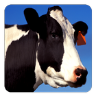 Cow Sounds أيقونة