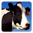 Cow Sounds ikona