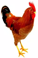 download Rooster Sounds APK