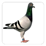 Pigeon Sounds icono