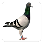 آیکون‌ Pigeon Sounds