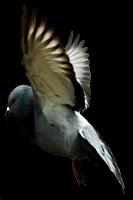 Poster Pigeon Sounds