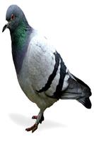 1 Schermata Pigeon Sounds